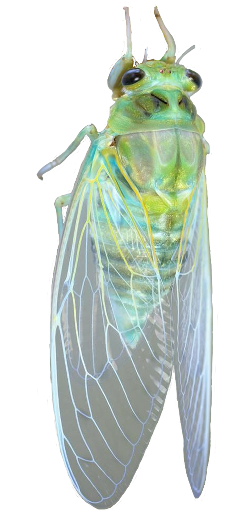 Textile cicada sculpture with pastel blue, pink, and white colors, created from fabric, beads, and embroidery. The cicada is positioned as if emerging from the ground, surrounded by soft, colorful textures that evoke a sense of transformation and renewal. The environment is bright and inviting, conveying a hopeful and reflective emotional tone.